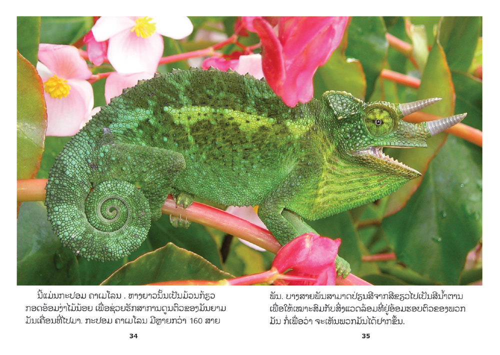 sample pages from Reptiles, published in Laos by Big Brother Mouse