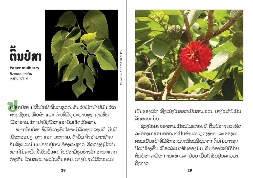 sample pages from Trees are Fascinating!, published in Laos by Big Brother Mouse