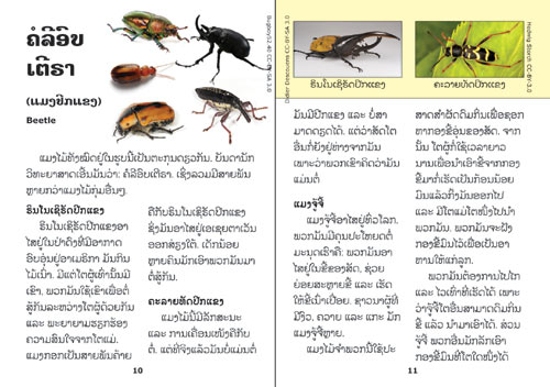 Sample pages from our book: Insects are Fascinating